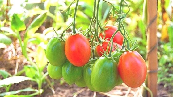 Grow Paste Tomatoes To Make Your Own Kitchen Pantry Staples