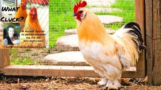 How Many Roosters Are Enough? Giving Eggs To Broody Hens, Emergency First Aid Kits, Should I Help Chicks Hatch? How Do I Know Which Hen Laid Which Egg? [Podcast]