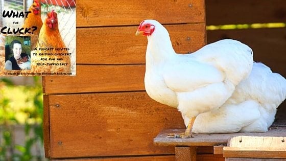 Keep Chickens Cool In Hot Weather With These Pro Tips [Podcast]