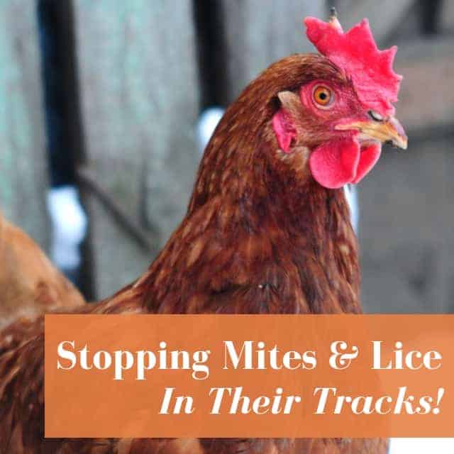 Chicken Mites Lice How To Treat And Prevent Chicken Mites Lice