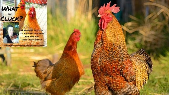 Raising Chickens with Neighbors And Winning with Karen Thompson of Lil’ Suburban Homestead [Podcast]