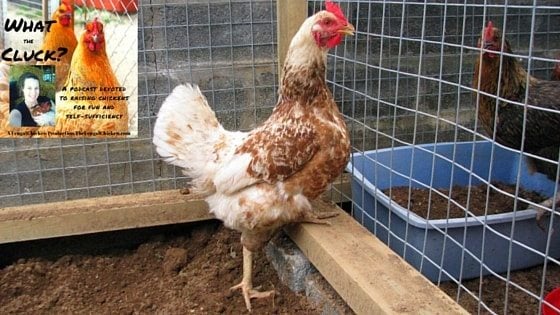 Raising Show Chickens And NPIP Certification With Bonnie From The Not So Modern Housewife [Podcast]