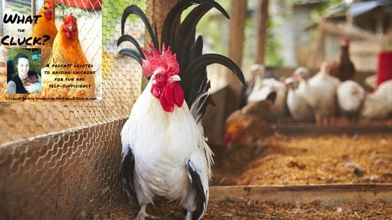 How To Clean Your Chicken Coop [Podcast]
