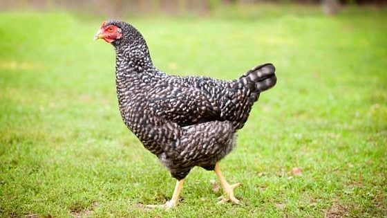 Help Chicks Transform Into Healthy Pullets With These Pro Tips [Podcast]