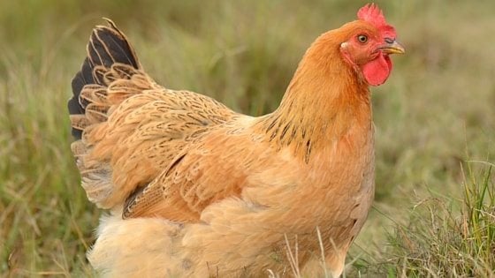 Get Rid Of Flies In Your Chicken Coop For Happier Hens!