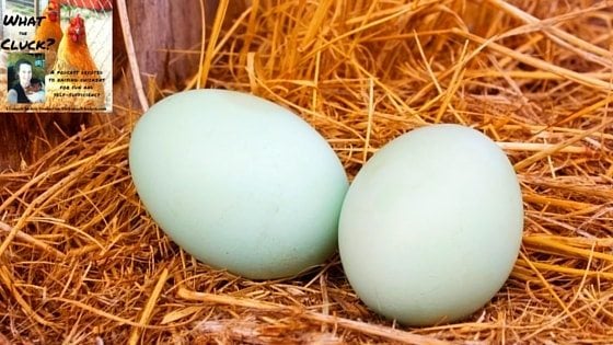 5 Supplements For Healthier Eggs That Yield BIG Results For YOUR Health [Podcast]
