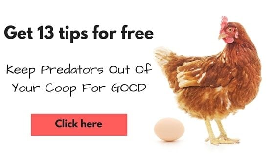 keep chickens safe from predators