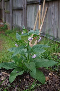 comfrey salve with oregano