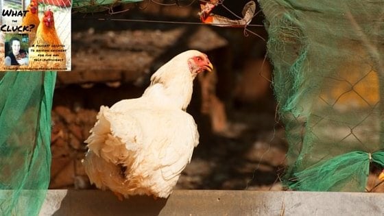 Keep Chickens Safe From Predators Using 10 Expert Tips [Podcast]