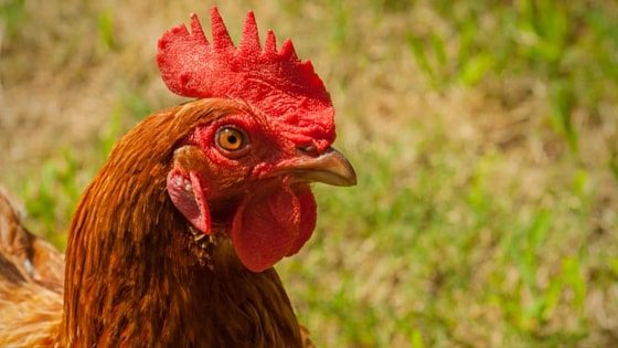 7 Natural Chicken Keeping Mistakes New Owners Make