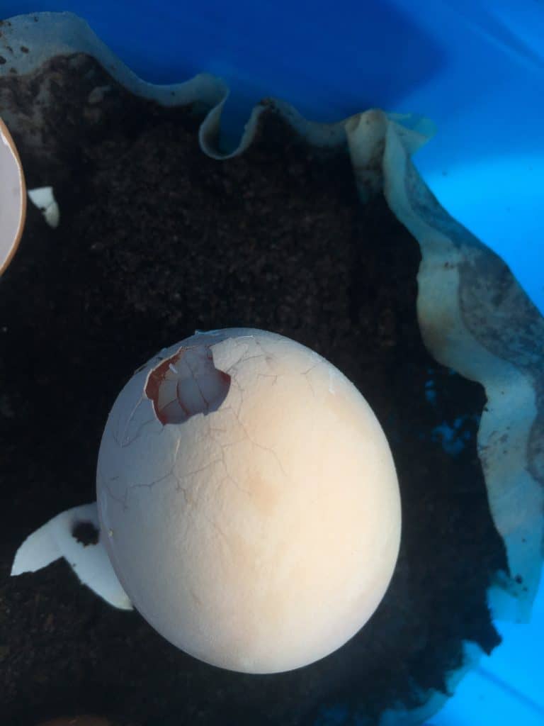 Chickens Laying Soft Eggs? 6 Reasons Why (And What To Do)