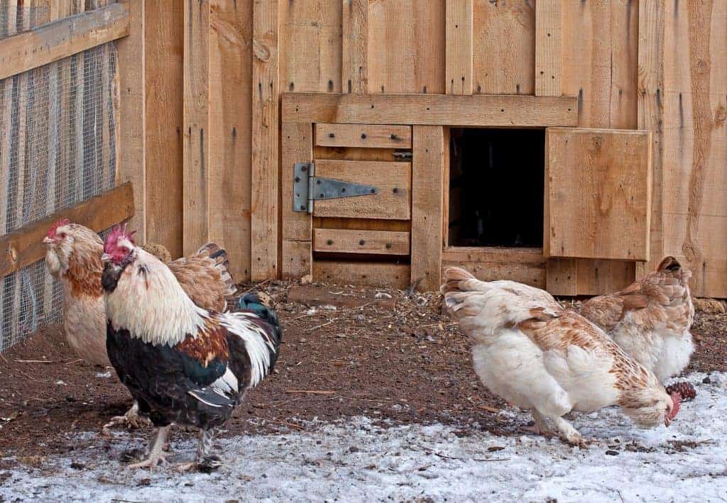 do chickens need heat in winter