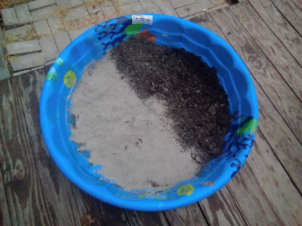 dust bath for chickens