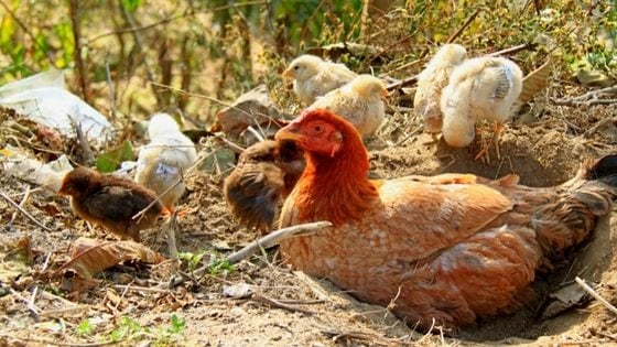 Make A Dust Bath For Chickens In Just 5 Minutes!