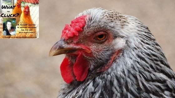 What Do Chickens Need Over Winter To Stay Healthy? [Podcast]
