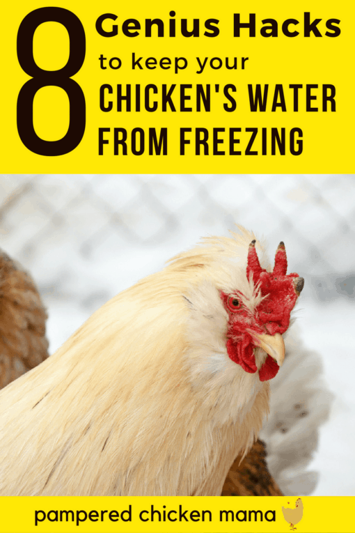 Keep Your Chicken’s Water From Freezing (Without Electricity)