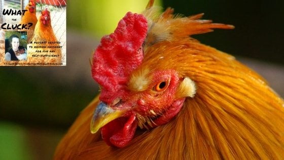Molting Mania: Dealing With Feather Loss & Winter Care [Podcast]