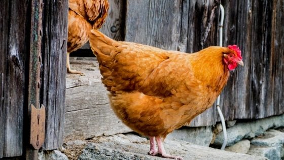 Vent Prolapse: How to Recognize & Treat Your Hen