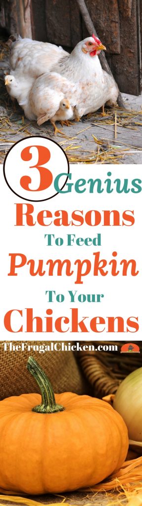 Wondering if you can feed pumpkins to your backyard chickens? You can, and here's why you should!