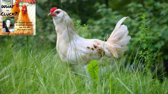 Discover Your Perfect Backyard Chicken Flock With 5 Of The Best Egg Layers [Podcast]