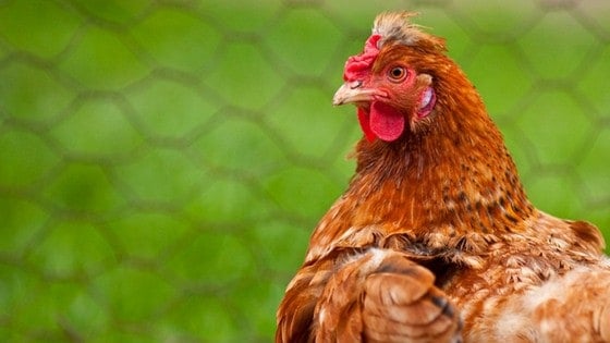 Got Chickens Molting? Here’s What To Do.