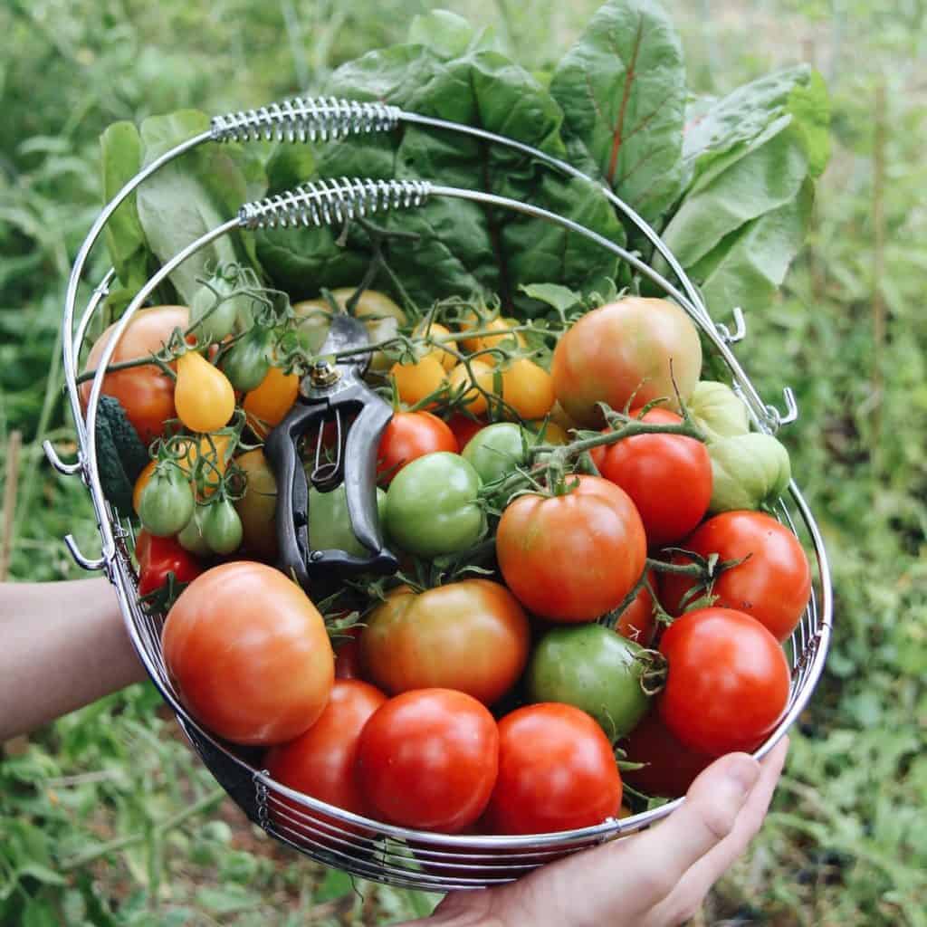 5 vegetables you can grow to save money on your groceries