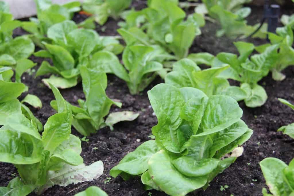 5 vegetables you can grow to save on your grocery bill