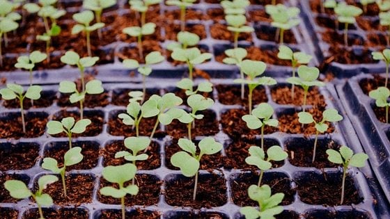 what seedlings can you start in February?