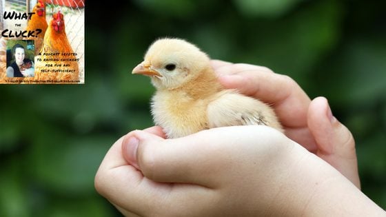 5 Edibles You Can Feed Your Chickens For Great Tasting Eggs! [Podcast]