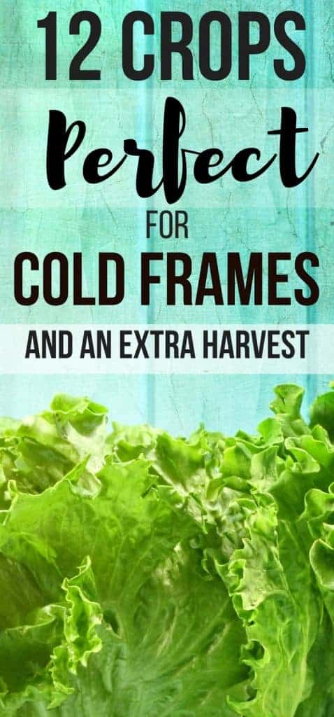 Great vegetable gardens for beginners ideas! 12 crops you can grow in cold frames for raised beds. Cold frames gardening just got easier!