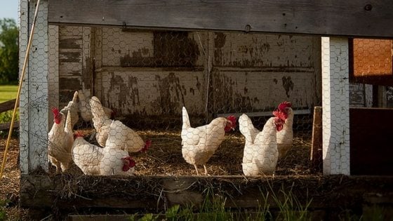 Does The Deep Litter Method For Chicken Coops Really Work?