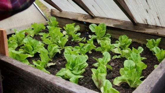 How to Start a Garden When You Don’t Have a Green Thumb