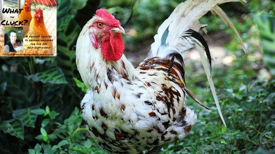 hen on leafy greens