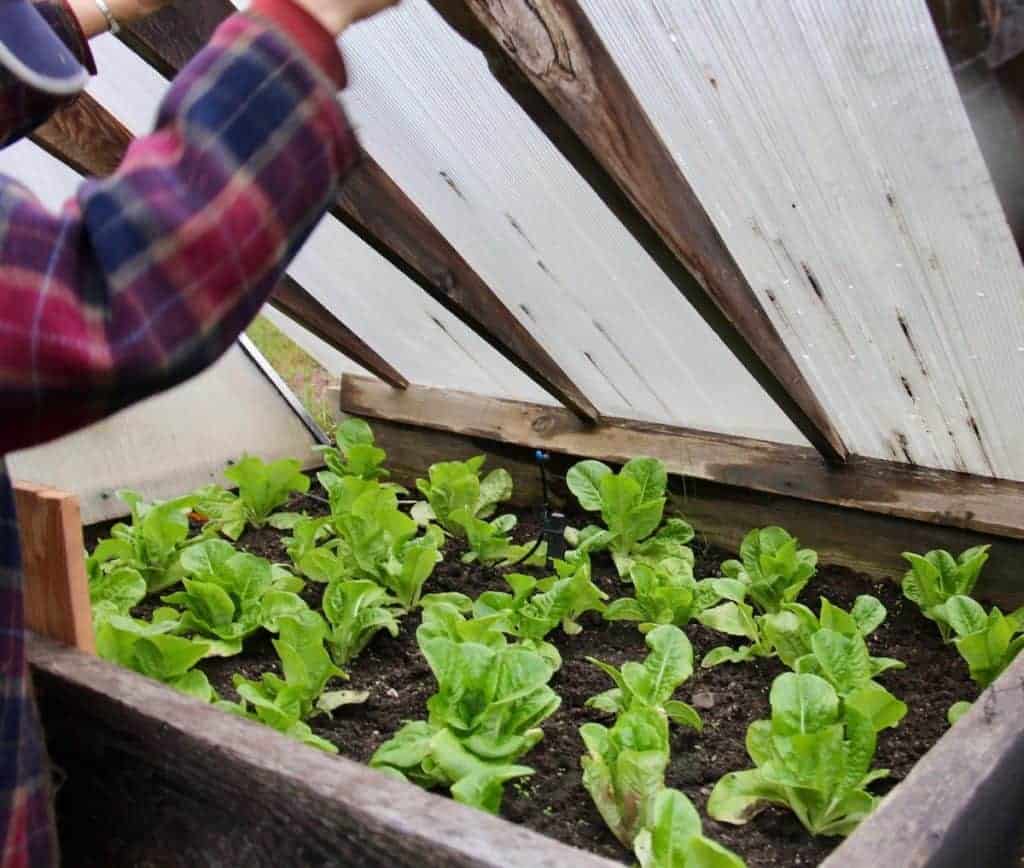 How to grow a garden even if you don't have a green thumb