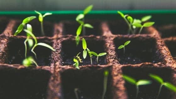 What Seedlings You Can Start In March [Planting Guide]