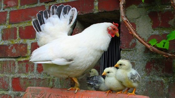 9 Chicken Breeds Perfect for Beginners!