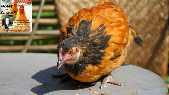How To Care For Your Baby Chicks Weeks 7-16 [Podcast]