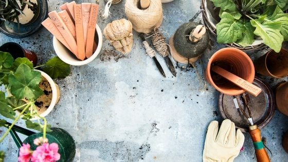 What To Do In Your Garden In March Zones 3-10! [Planting Guide]