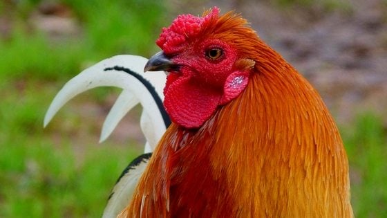 The Best Bedding For Backyard Chickens [Podcast]