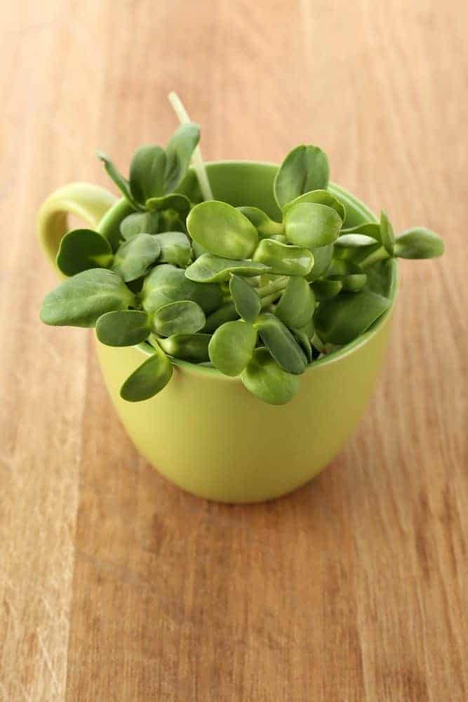 Grow sunflower microgreens for a healthy snack!