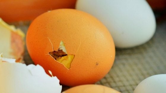 Store Chicken Hatching Eggs Like A Pro + Top 3 Mistakes You Need To Avoid