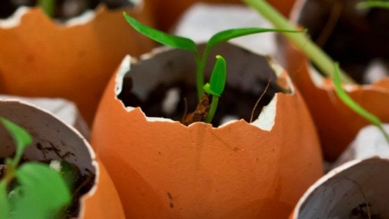Stop tomato diseases in their tracks by using eggshells in your garden!