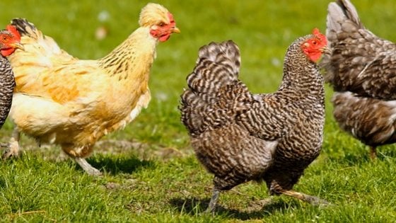 Train Your Chickens To Come When Called In Just 3 Weeks!