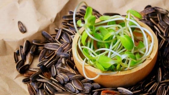 Grow Sunflower Microgreens As A Healthy Treat For Your Hens!