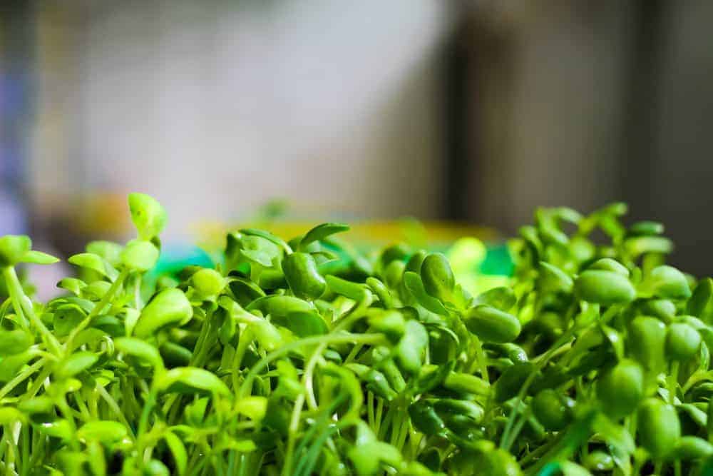 Grow sunflower microgreens for a healthy addition to any meal!