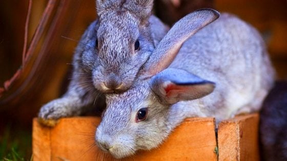 Grow Free Food For Rabbits & Chickens! Here’s How We Did it!