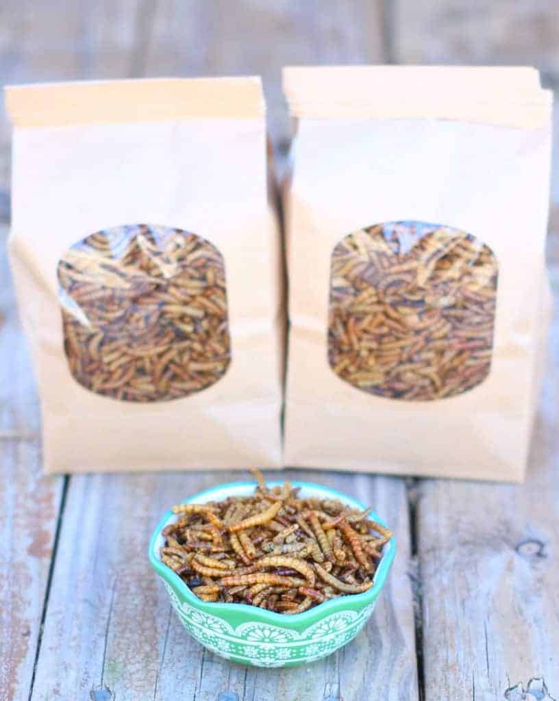 Raise Mealworms for Your Chickens is easy with this guide!