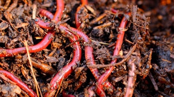 Worm Compost Bins: Here’s How We Used Worms To Get The Best Free Garden Fertilizer We’ve Ever Seen