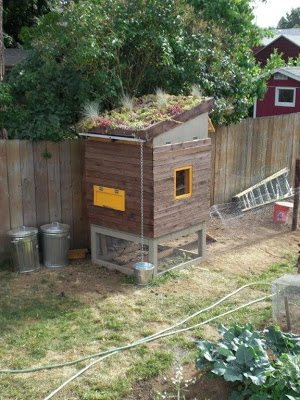 diy chicken coop plans