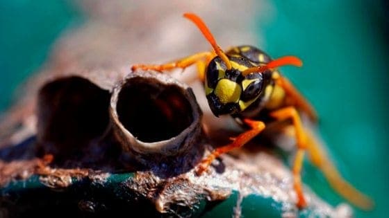Get Rid Of Wasps Naturally and Practically For Free!